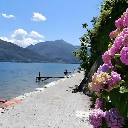 Nido Riva - Falco *